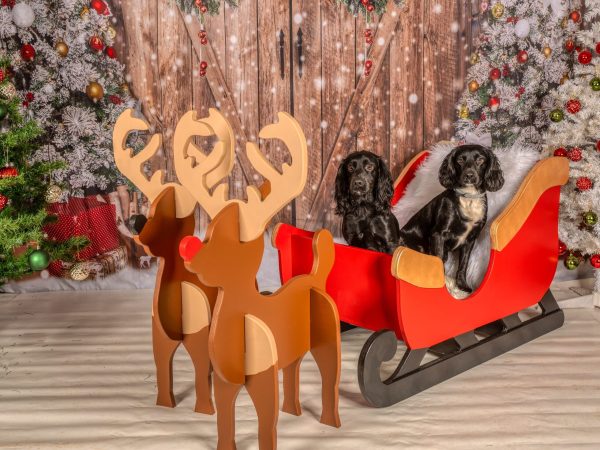Dogs on Sleigh